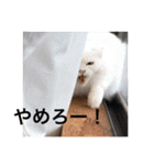 森家の日常 総集編（個別スタンプ：38）