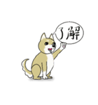 柴犬のルン（個別スタンプ：11）