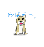 柴犬のルン（個別スタンプ：16）