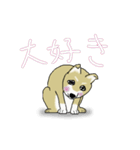 柴犬のルン（個別スタンプ：17）