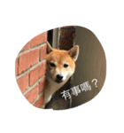 Shiba willie 1（個別スタンプ：2）