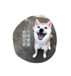 Shiba willie 1（個別スタンプ：3）