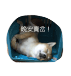 Shiba willie 1（個別スタンプ：5）