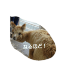 動物 たち（個別スタンプ：5）