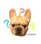 French bulldogs nonsenses（個別スタンプ：1）