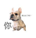 French bulldogs nonsenses（個別スタンプ：2）