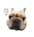 French bulldogs nonsenses（個別スタンプ：6）