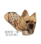 French bulldogs nonsenses（個別スタンプ：7）