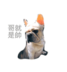 French bulldogs nonsenses（個別スタンプ：11）