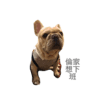 French bulldogs nonsenses（個別スタンプ：12）