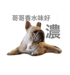 French bulldogs nonsenses（個別スタンプ：13）