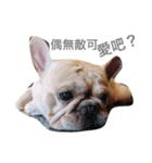 French bulldogs nonsenses（個別スタンプ：14）