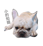 French bulldogs nonsenses（個別スタンプ：15）