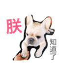 French bulldogs nonsenses（個別スタンプ：16）