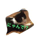 bicolor cat（個別スタンプ：3）