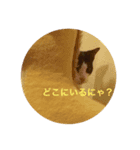 bicolor cat（個別スタンプ：6）