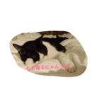 bicolor cat（個別スタンプ：8）