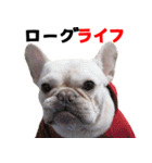 BOOGIE THE FRANCH BULLDOG！(japanese)（個別スタンプ：1）