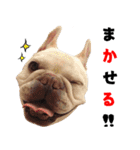 BOOGIE THE FRANCH BULLDOG！(japanese)（個別スタンプ：2）