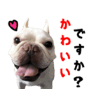 BOOGIE THE FRANCH BULLDOG！(japanese)（個別スタンプ：5）