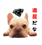 BOOGIE THE FRANCH BULLDOG！(japanese)（個別スタンプ：6）