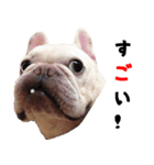 BOOGIE THE FRANCH BULLDOG！(japanese)（個別スタンプ：10）