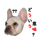 BOOGIE THE FRANCH BULLDOG！(japanese)（個別スタンプ：13）