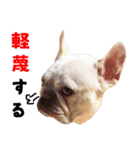 BOOGIE THE FRANCH BULLDOG！(japanese)（個別スタンプ：15）