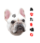 BOOGIE THE FRANCH BULLDOG！(japanese)（個別スタンプ：16）