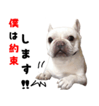 BOOGIE THE FRANCH BULLDOG！(japanese)（個別スタンプ：18）