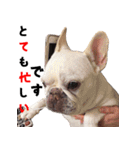 BOOGIE THE FRANCH BULLDOG！(japanese)（個別スタンプ：19）