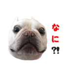 BOOGIE THE FRANCH BULLDOG！(japanese)（個別スタンプ：20）