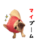 BOOGIE THE FRANCH BULLDOG！(japanese)（個別スタンプ：23）