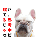 BOOGIE THE FRANCH BULLDOG！(japanese)（個別スタンプ：24）