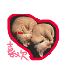 Lin cats（個別スタンプ：7）