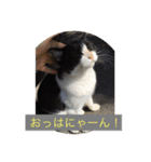 りある猫すたんぷ（日常使える①）（個別スタンプ：1）