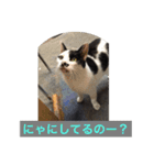 りある猫すたんぷ（日常使える①）（個別スタンプ：7）