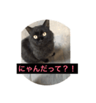 りある猫すたんぷ（日常使える①）（個別スタンプ：10）