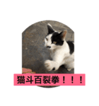 りある猫すたんぷ（日常使える①）（個別スタンプ：12）