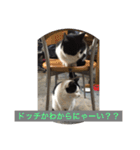 りある猫すたんぷ（日常使える①）（個別スタンプ：13）