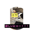 りある猫すたんぷ（日常使える①）（個別スタンプ：14）