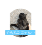 りある猫すたんぷ（日常使える①）（個別スタンプ：16）