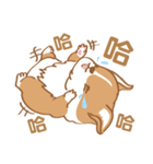 Corgi Pure - Cutie ＆ Lazy（個別スタンプ：10）