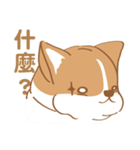 Corgi Pure - Cutie ＆ Lazy（個別スタンプ：14）