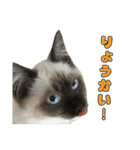 やんちゃな短足猫、姫ちゃんの写真スタンプ（個別スタンプ：1）