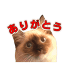 やんちゃな短足猫、姫ちゃんの写真スタンプ（個別スタンプ：3）