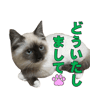 やんちゃな短足猫、姫ちゃんの写真スタンプ（個別スタンプ：4）