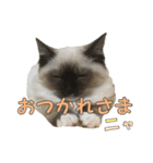 やんちゃな短足猫、姫ちゃんの写真スタンプ（個別スタンプ：7）