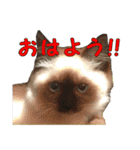 やんちゃな短足猫、姫ちゃんの写真スタンプ（個別スタンプ：9）