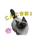 やんちゃな短足猫、姫ちゃんの写真スタンプ（個別スタンプ：10）